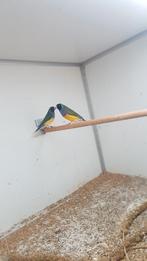 te koop koppel gouldamadines koppel3, Dieren en Toebehoren, Vogels | Overige Vogels, Meerdere dieren, Tropenvogel