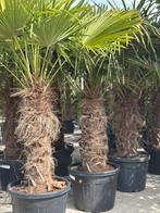 Trachycarpus fortunei - winterharde palmbomen, 100 tot 250 cm, Zomer, Palmboom, Ophalen