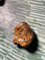 Schelpfossiel Genezende steen, Ophalen, Fossiel