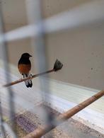 Mooie schamalijster man, Mannelijk, Geringd