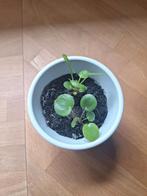 Pannenkoekplant stekjes, Huis en Inrichting, Kamerplanten, Ophalen, Overige soorten, Halfschaduw, In pot