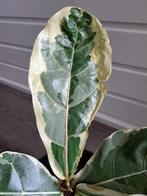 Ficus Lyrata Variegata, Huis en Inrichting, Ficus, Halfschaduw, Ophalen