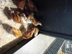 Hennen/haan kuikens, September, Meerdere dieren