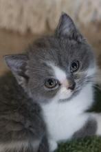 Prachtige Britse Korthaar kittens beschikbaar met stamboom, Dieren en Toebehoren, Katten en Kittens | Raskatten | Korthaar, Meerdere dieren