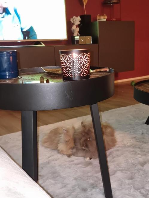 Gezocht: liefdevol huisje voor twee Teddy Dwergkonijnen, Dieren en Toebehoren, Konijnen