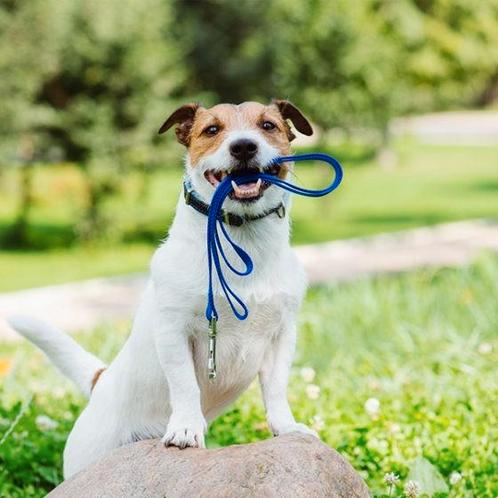 Hondenuitlaatservice spijkerbuurt, Diensten en Vakmensen, Dieren | Honden | Verzorging, Oppas en Les, Uitlaatservice