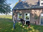 Prachtig zwart bonte kinderpony, Dieren en Toebehoren, Pony's, Merrie, Niet van toepassing, 0 tot 2 jaar, A pony (tot 1.17m)