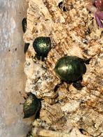 Smaragdkakkerlakken, Dieren en Toebehoren, Insecten en Spinnen, Overige soorten