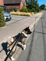 Amerikaanse akita, België, Particulier, Reu, 1 tot 2 jaar