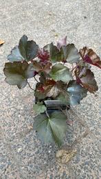Heuchera ‘palace purple’, Tuin en Terras, Planten | Tuinplanten, Ophalen, Zomer, Overige soorten, Volle zon
