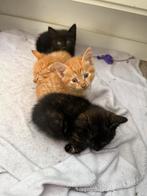 Mooie en lieve kittens! 29 mei 2025, Dieren en Toebehoren, Meerdere dieren, Kortharig, 0 tot 2 jaar