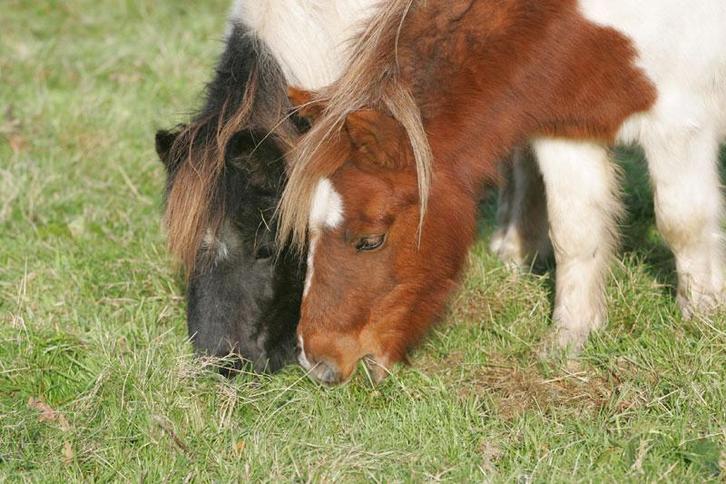 Shetlander stalling gezocht, Dieren en Toebehoren, Stalling en Weidegang, Stalling