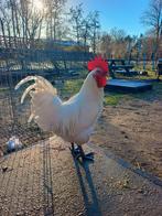 Toom Poule de Bresse