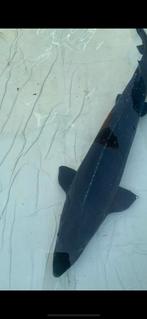 Steur, Dieren en Toebehoren, Vissen | Vijvervissen, Steur