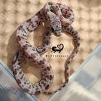 Shatter Rattenslang, Slang, 0 tot 2 jaar