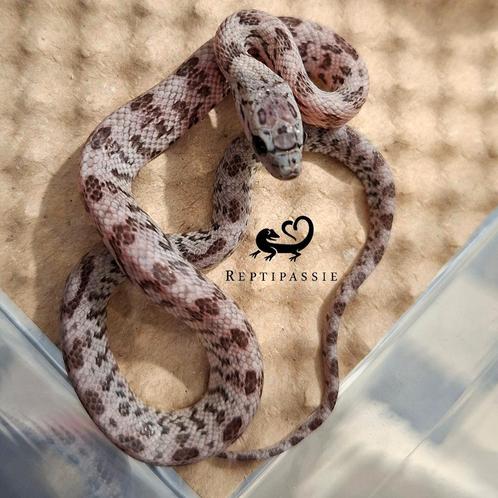 Shatter Rattenslang, Dieren en Toebehoren, Reptielen en Amfibieën, Slang, 0 tot 2 jaar