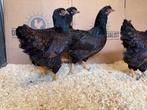 Jonge tamme Barnevelder kippen hennen gesekst en ingeënt, Dieren en Toebehoren, Pluimvee, Vrouwelijk, Kip