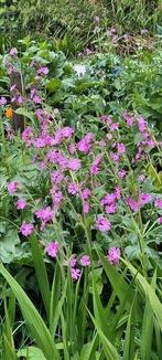 Nog veel vaste planten in potje, Ophalen, Overige soorten, Volle zon