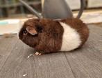 Cavia us-teddy beer 3, Dieren en Toebehoren, Cavia, Mannelijk, Tam, Oktober