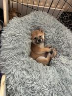 Nog 1 shiba inu pups teefje beschikbaar, Dieren en Toebehoren, Overige rassen, 8 tot 15 weken, Teef, Meerdere
