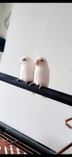 2 albino forpus, Dieren en Toebehoren, Vogels | Parkieten en Papegaaien, Geslacht onbekend, Dwergpapegaai of Agapornis