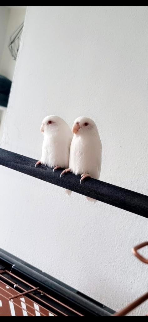 2 albino forpus, Dieren en Toebehoren, Vogels | Parkieten en Papegaaien, Dwergpapegaai of Agapornis, Geslacht onbekend