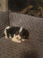 Cavalier king spaniel X mini Pomsky Pups reutje, Meerdere, Meerdere dieren, Middel, Nederland