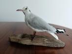 Taxidermy: Opgezette meeuw, Ophalen of Verzenden, Zo goed als nieuw, Vogel, Opgezet dier