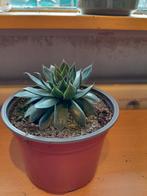 echeveria vetplant 12 cm pot 10 voor 10 euro, Minder dan 100 cm, Halfschaduw, Ophalen