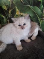 Ragdoll kittens nog 1 beschikbaar, Dieren en Toebehoren, Katten en Kittens | Overige Katten, Meerdere dieren, Langharig, 0 tot 2 jaar