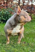 🥰Schitterende Dekreu isabella & tan franse bulldog Sjors 🥰, Dieren en Toebehoren, Honden | Dekreuen, Fokker | Hobbymatig, Reu