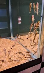 Dwergalgeneter (Otocinclus arnoldi), Vis, Zoetwatervis, Schoolvis