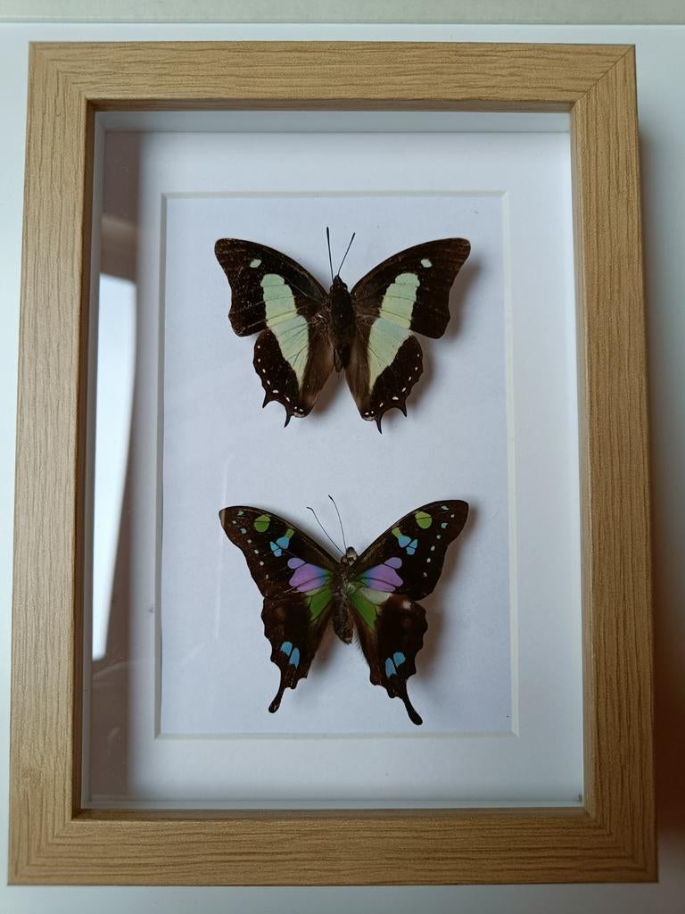 Ingelijste vlinders - Decoratieve insecten in lijst, Verzamelen, Dierenverzamelingen, Ophalen of Verzenden, Zo goed als nieuw
