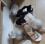 kittens Ragdol X Britse Langhaar, Dieren en Toebehoren, Meerdere dieren, Gechipt, 0 tot 2 jaar