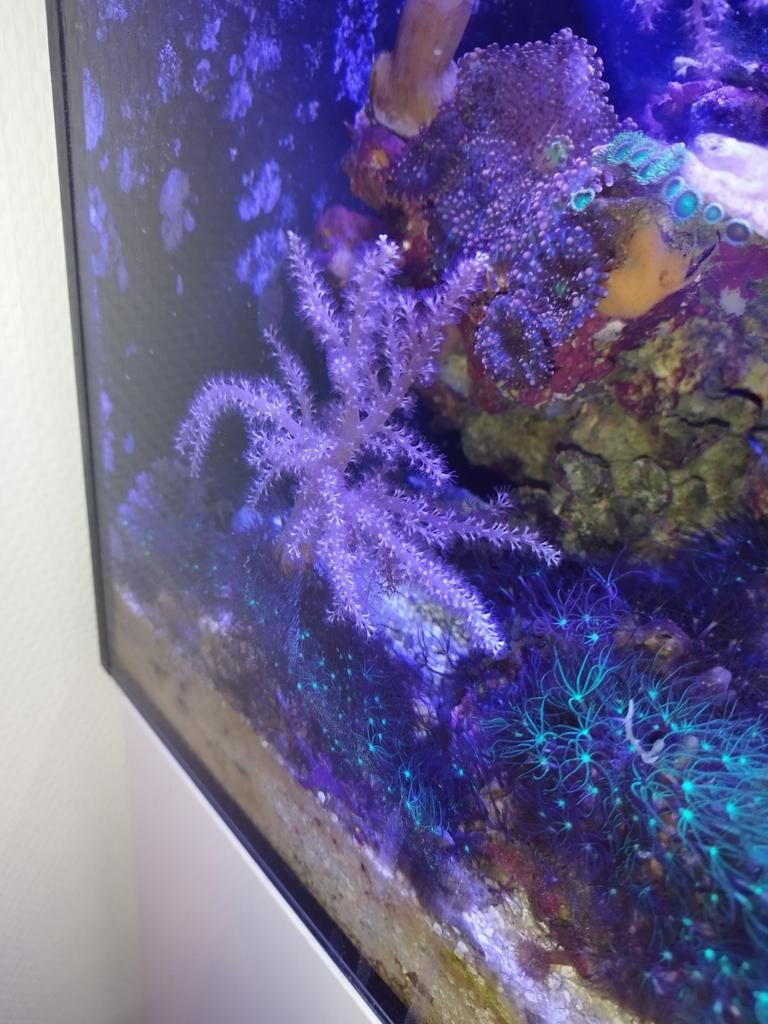 Kenia tree op steentje met sterpoliep, Dieren en Toebehoren, Vissen | Aquariumvissen, Vis