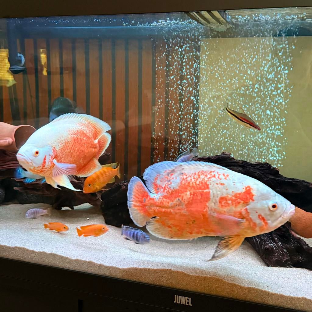 Oscar Fish Koppels 25-30 CM, Dieren en Toebehoren, Vissen | Aquariumvissen, Vis, Zoetwatervis, Schoolvis