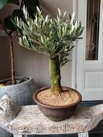 Olea Europaea 'Olijf' Bonsai 50cm, Tuin en Terras, Planten | Bomen, Bloeit niet, Overige soorten, Minder dan 100 cm, Ophalen