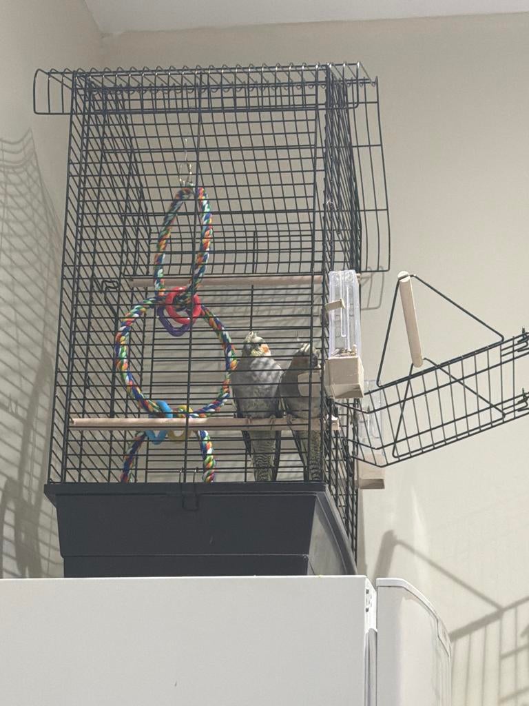 Valkparkieten ophalen Rotterdam, Meerdere dieren, Parkiet, Geringd