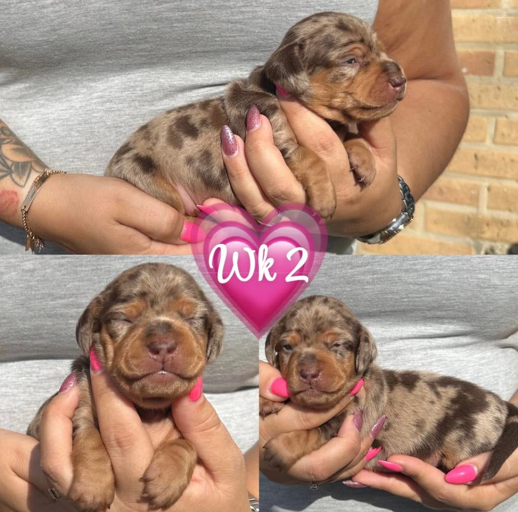 Zeer mooie dwergteckel pup choco merle tan kortharig, Dieren en Toebehoren, België, 8 tot 15 weken, Korthaar, Teef