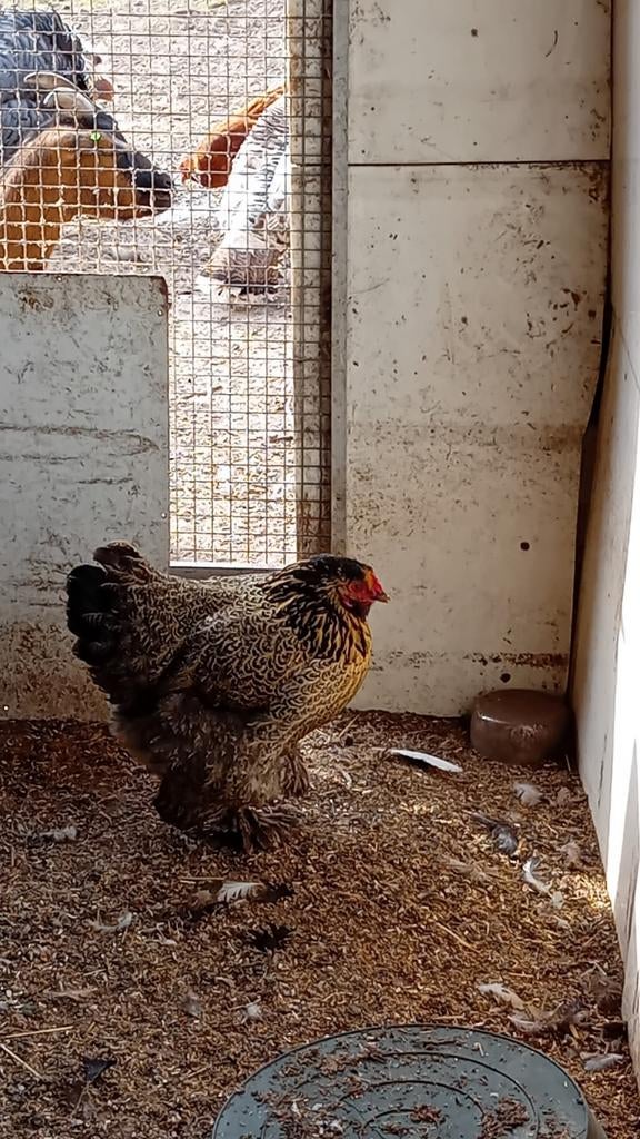 3 grote kippen, Dieren en Toebehoren, Pluimvee, Vrouwelijk, Kip