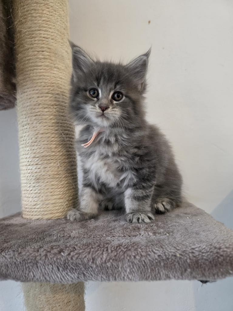 Maine coon kittens, Dieren en Toebehoren, Met stamboom, 0 tot 2 jaar