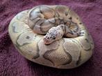 Koningspython - Python Regius - Pastel Clown, Slang, 0 tot 2 jaar
