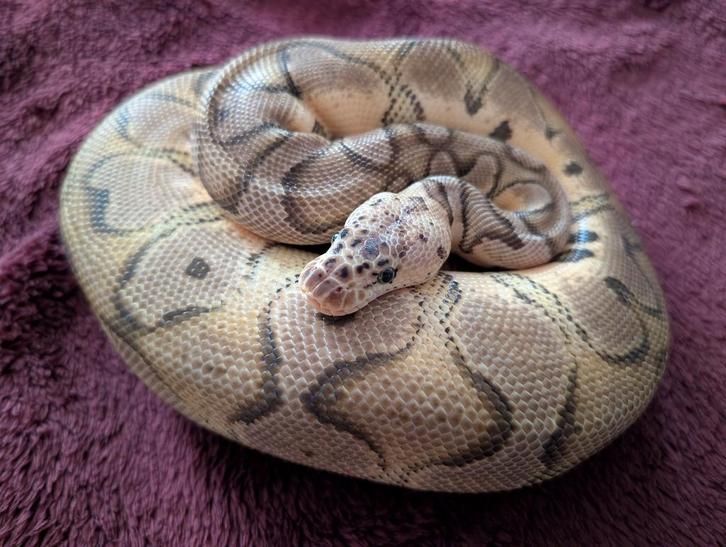 Koningspython - Python Regius - Pastel Clown
