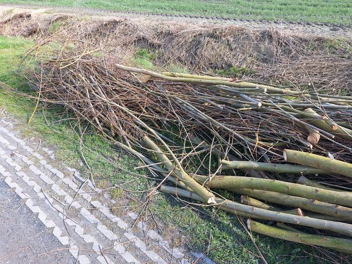 Wilgentakken gratis, Dieren en Toebehoren, Stalling en Weidegang