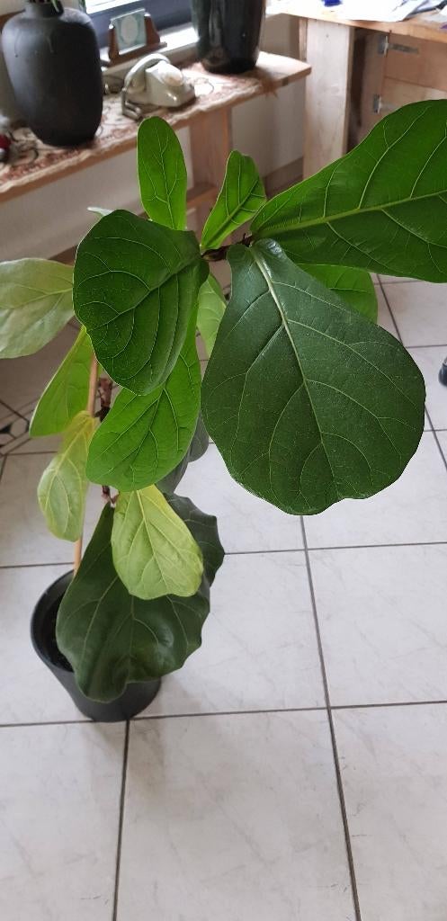 Kamerplant / Tabaksplant 100 cm te koop, Ficus, 100 tot 150 cm, Groene kamerplant, Halfschaduw