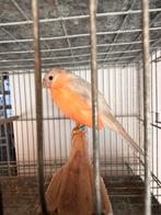 Goudvink bruinpastel, Dieren en Toebehoren, Mannelijk, Papegaai, Geringd