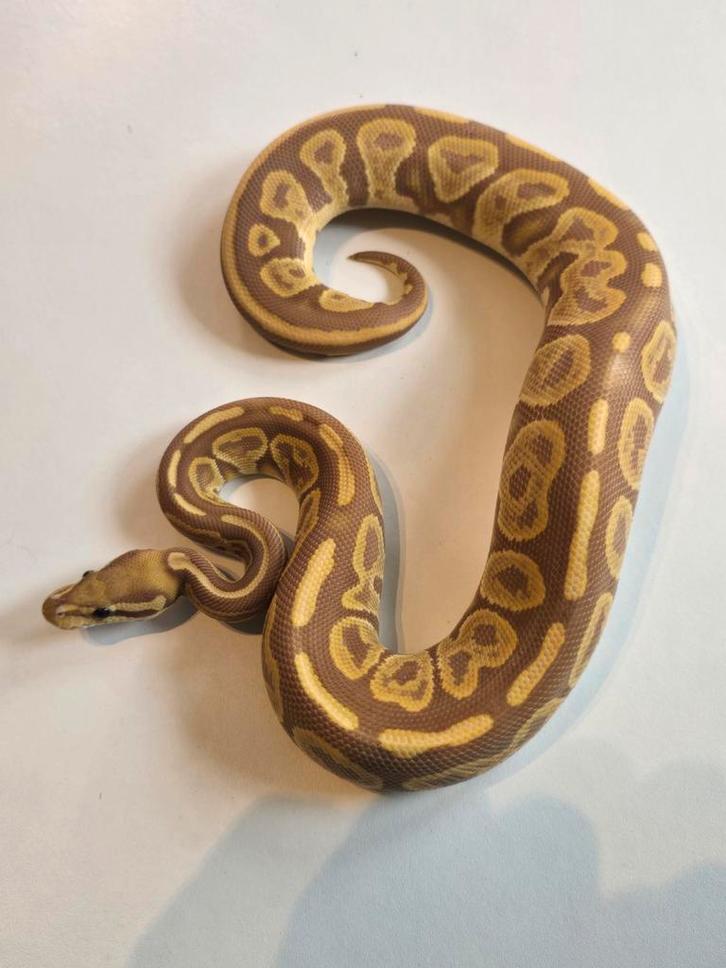 0.1 black pastel ultramel ball python Ball Python - female for sale from martijn