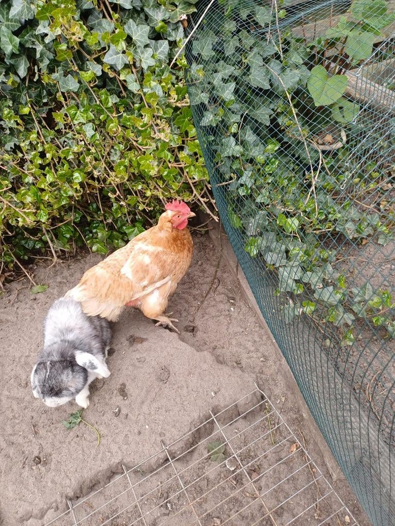 Gezocht,  een goed huis voor een bruine legkip, Dieren en Toebehoren, Vrouwelijk, Kip