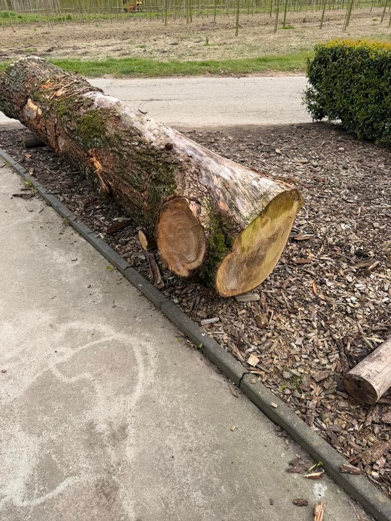 Mooi grote iep voor zaaghout voor 300 euro, Tuin en Terras, Palen, Balken en Planken, Ophalen, Zo goed als nieuw, 250 cm of meer