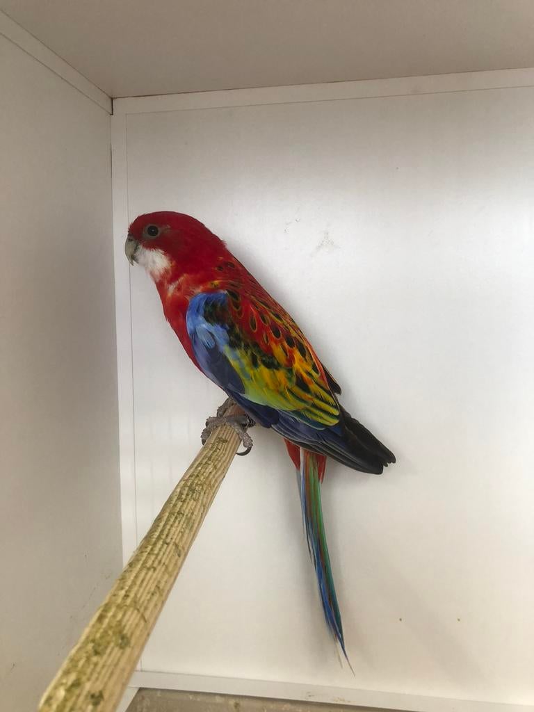 Opaline/split goden Rossela pop, Vrouwelijk, Parkiet